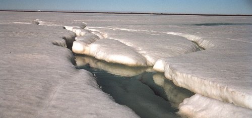 L'Àrtic és un caramel molt llaminer. Foto: Vikicommons